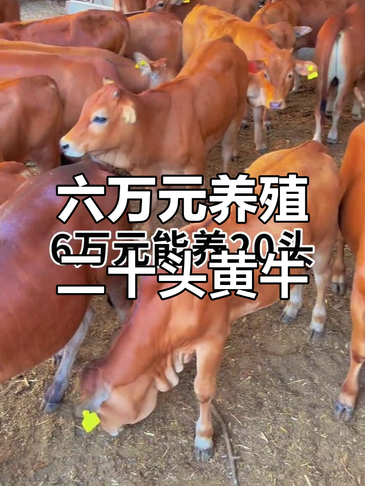 苍南最新线上套医保的黄牛是真的吗方法分析(最方便真实的苍南线上套医保的黄牛是真的吗能报销吗方法)